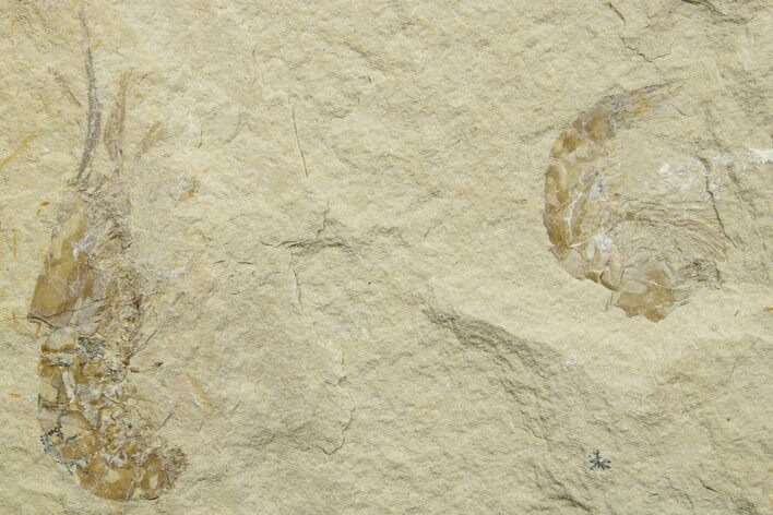 Two Cretaceous Fossil Shrimp - Lebanon #376620
